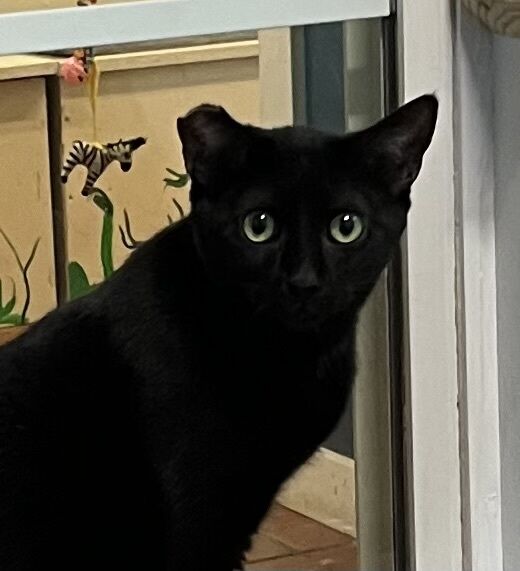 Sheila